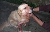 FOTO Krvavi napad staforda iz mahale na psa na pragu kuće