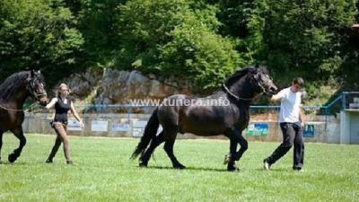 Smotra konja sutra u Krivom Putu