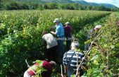 Vinistra: Pavlomir ima najbolji rosé, a žlahtina je viceprvak