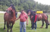 Vlasnici ponosno pokazali 27 grla na Izložbi konja u Krivom Putu