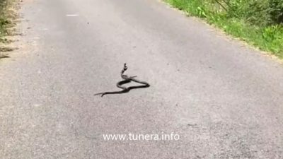VIDEO Ples zmija na cesti kod Bribira