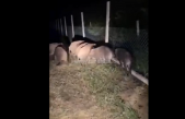 Pogledajte kako krdo divljih svinja probija ogradu u Pavlomiru