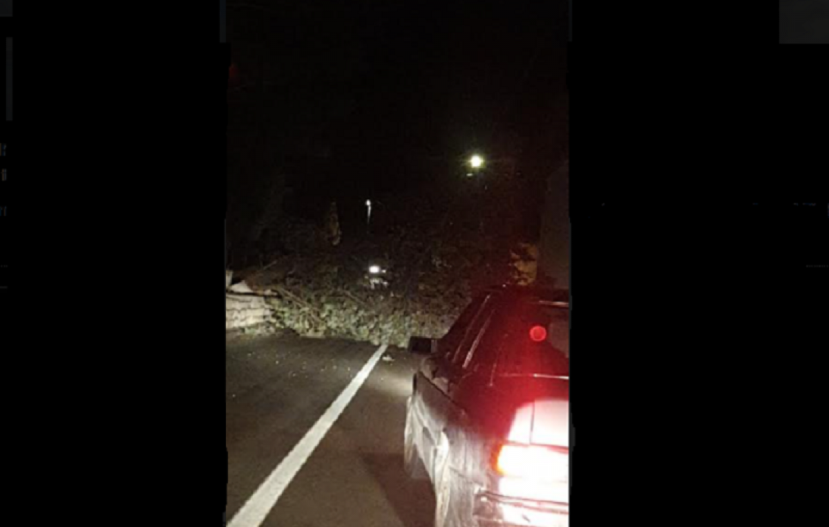Srušeno stablo zaustavilo promet na Hreljinu