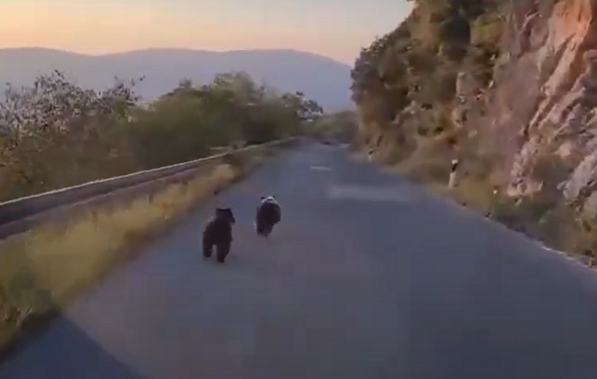 VIDEO Pogledajte kako medvjedići trče cestom za Bribir